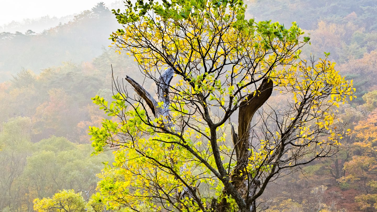 사진: Jusanji · CC BY-SA 3.0 / Wikimedia Commons